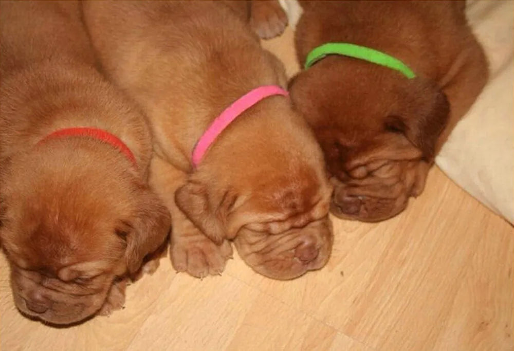 12 Colors Puppy ID Collar Nylon Identification Collars