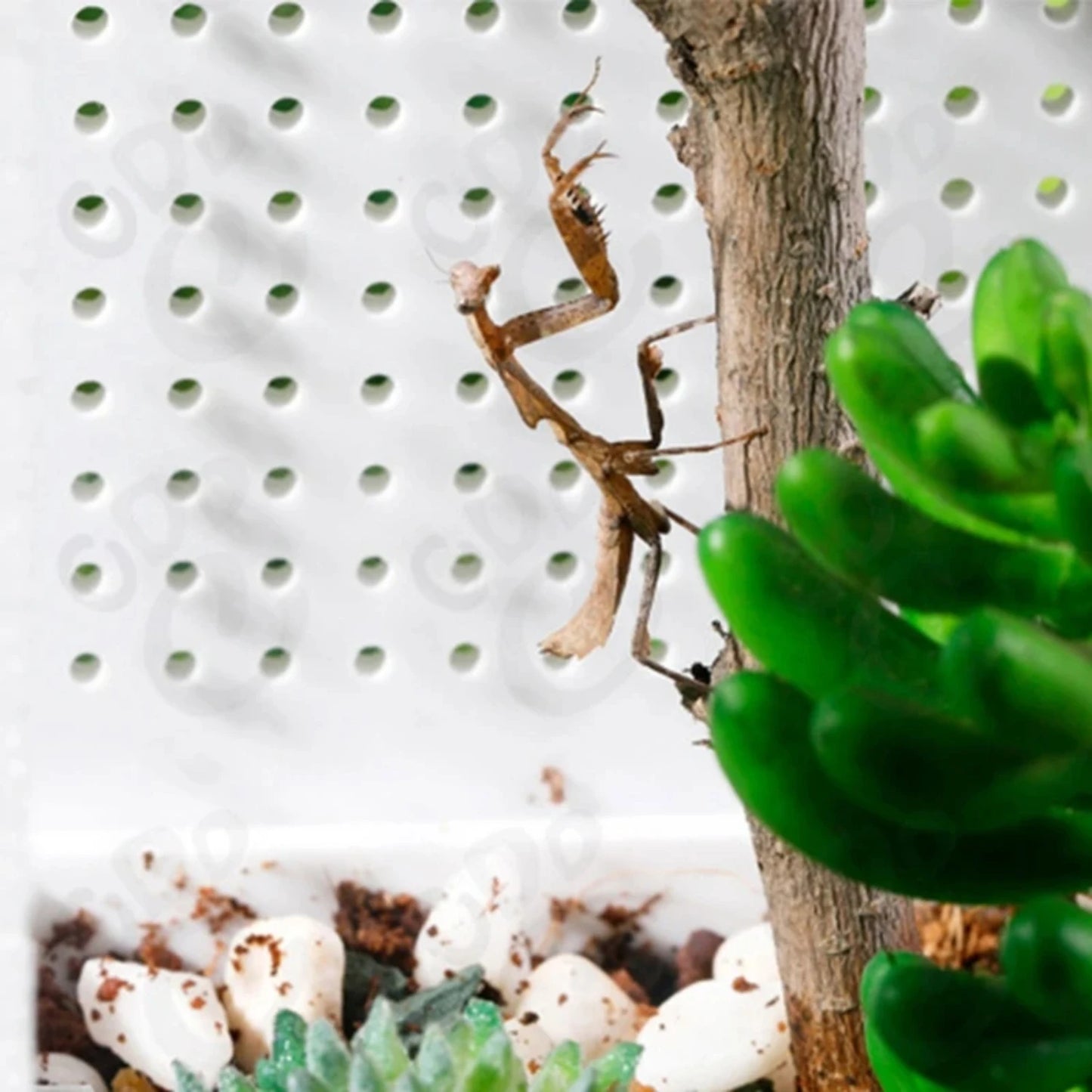 Transparent Feeding Box and Breeding Tanks for Household Use