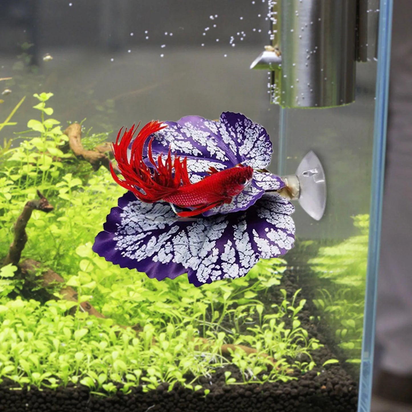 Betta Fish Leaf Pad Aquarium Plants