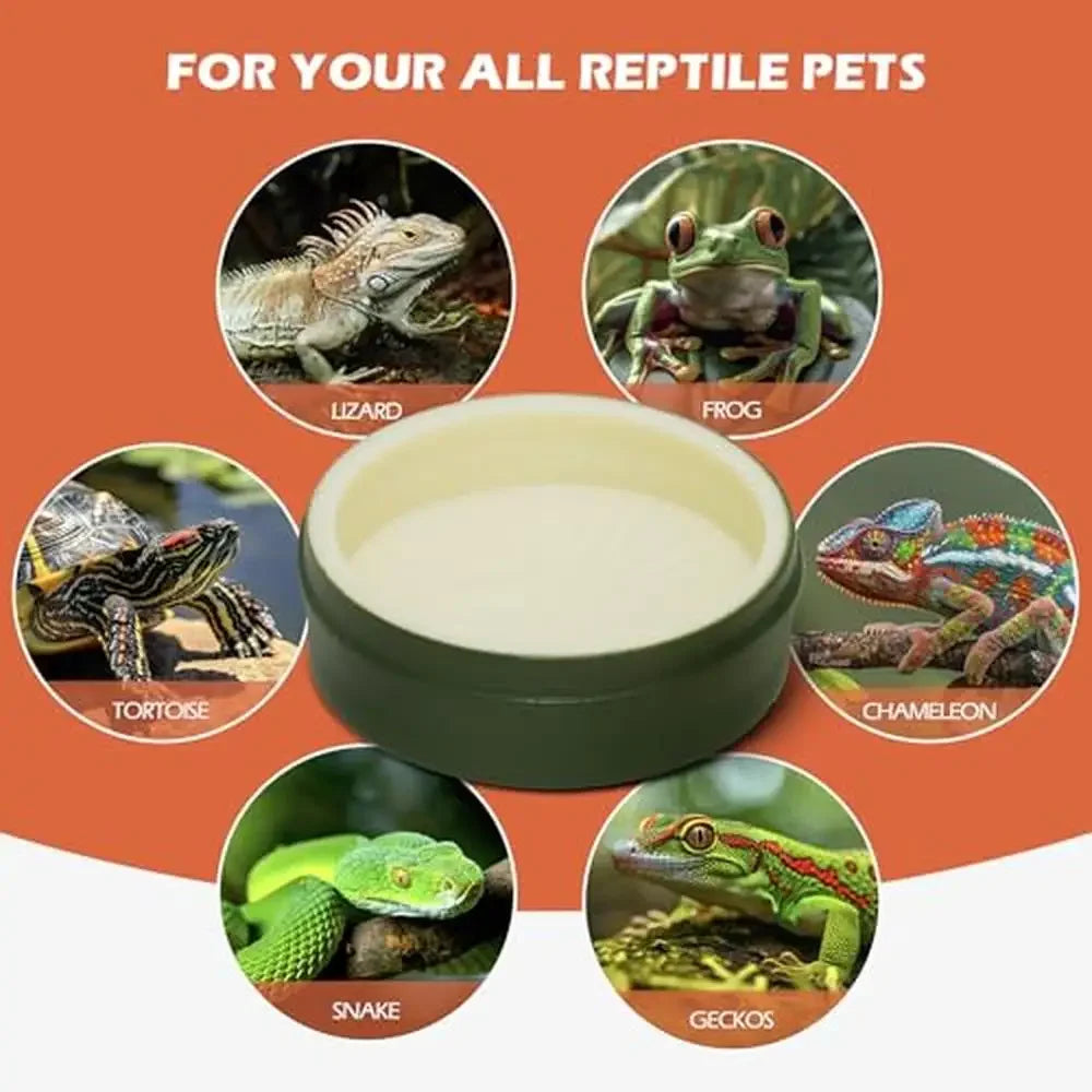 Reptile Terrarium Amphibian Tank Habitat