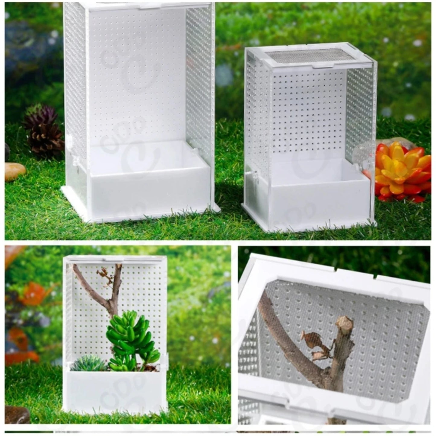 Transparent Feeding Box and Breeding Tanks for Household Use