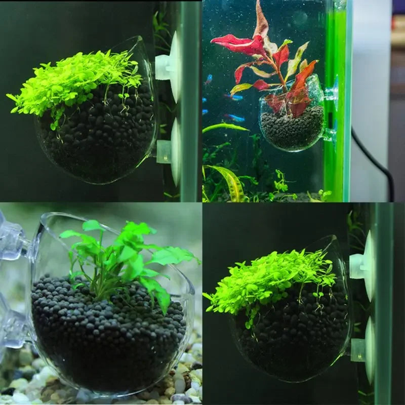 Aquarium Plant Holder Crystal Glass Suction Cups for Fish Tank