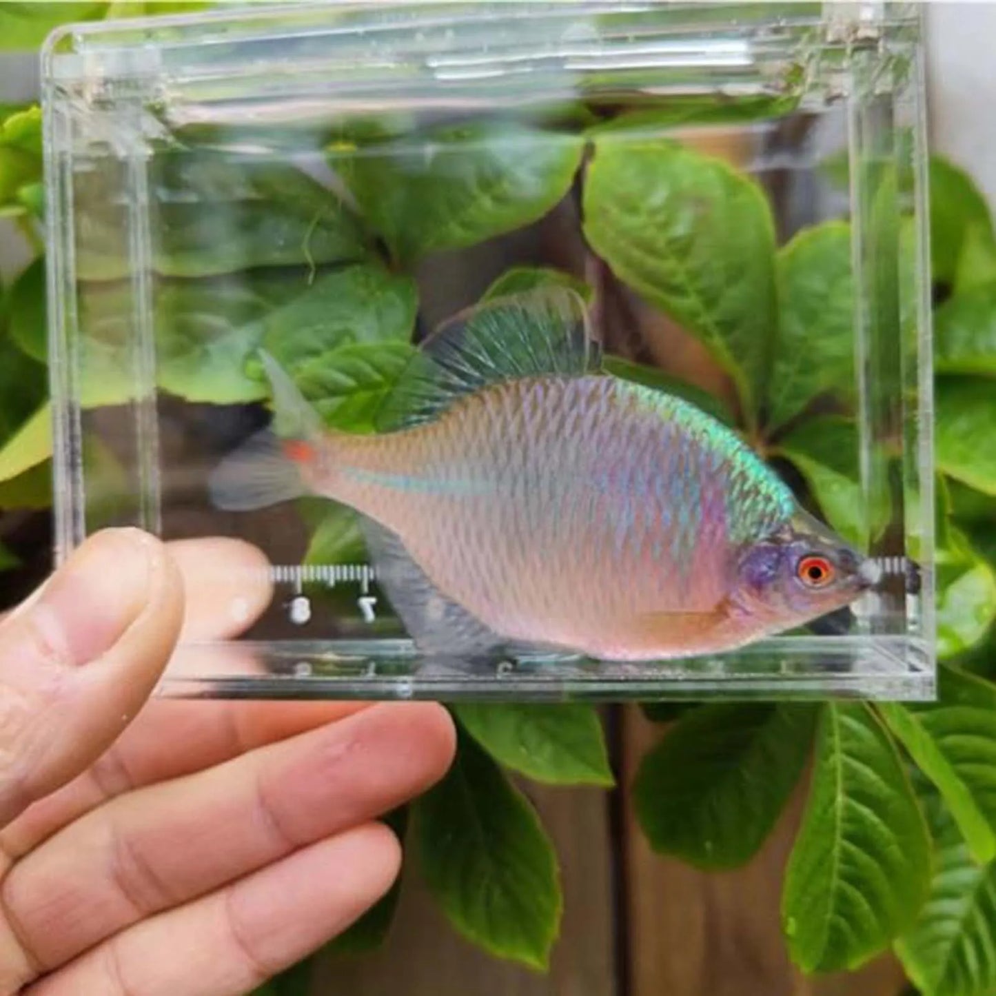 Portable Transparent Crystal Acrylic Tank Reptile Terrarium