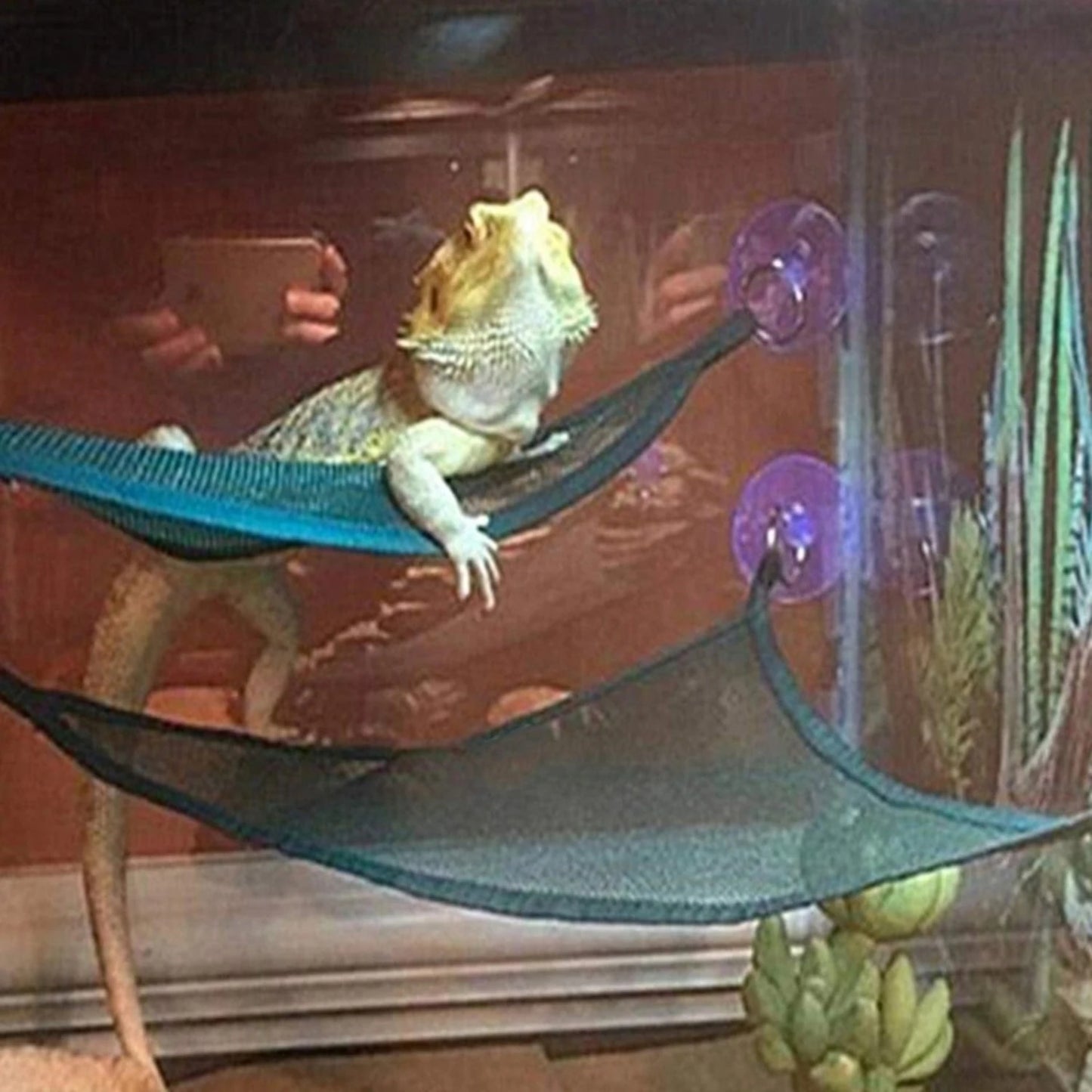 Hammock Lounger Ideal for Bearded Dragons