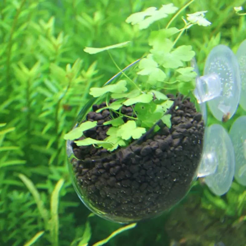 Aquarium Plant Holder Crystal Glass Suction Cups for Fish Tank
