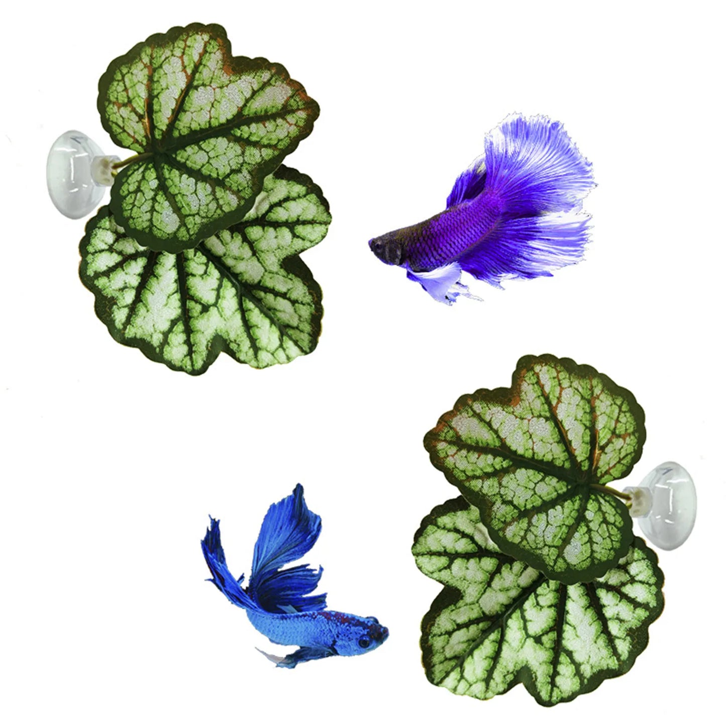 Betta Fish Leaf Pad Aquarium Plants