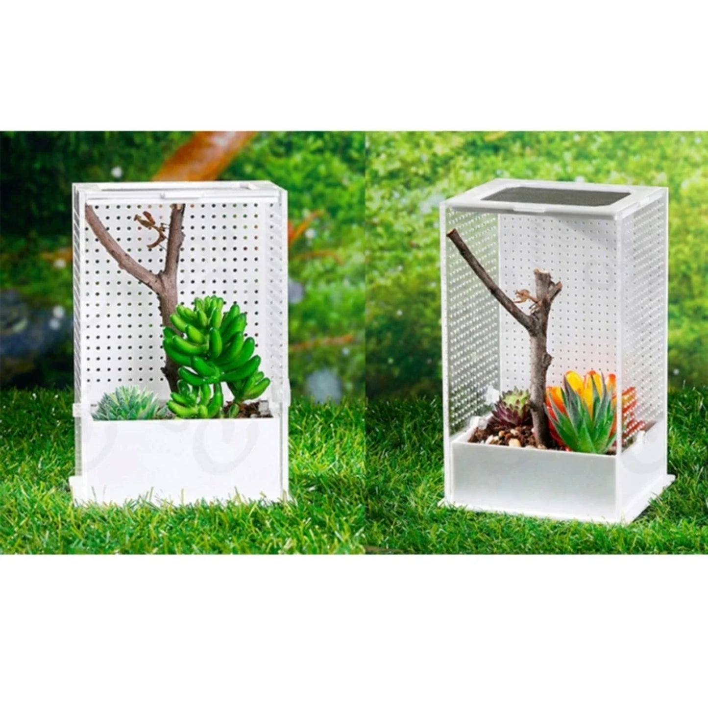Transparent Feeding Box and Breeding Tanks for Household Use