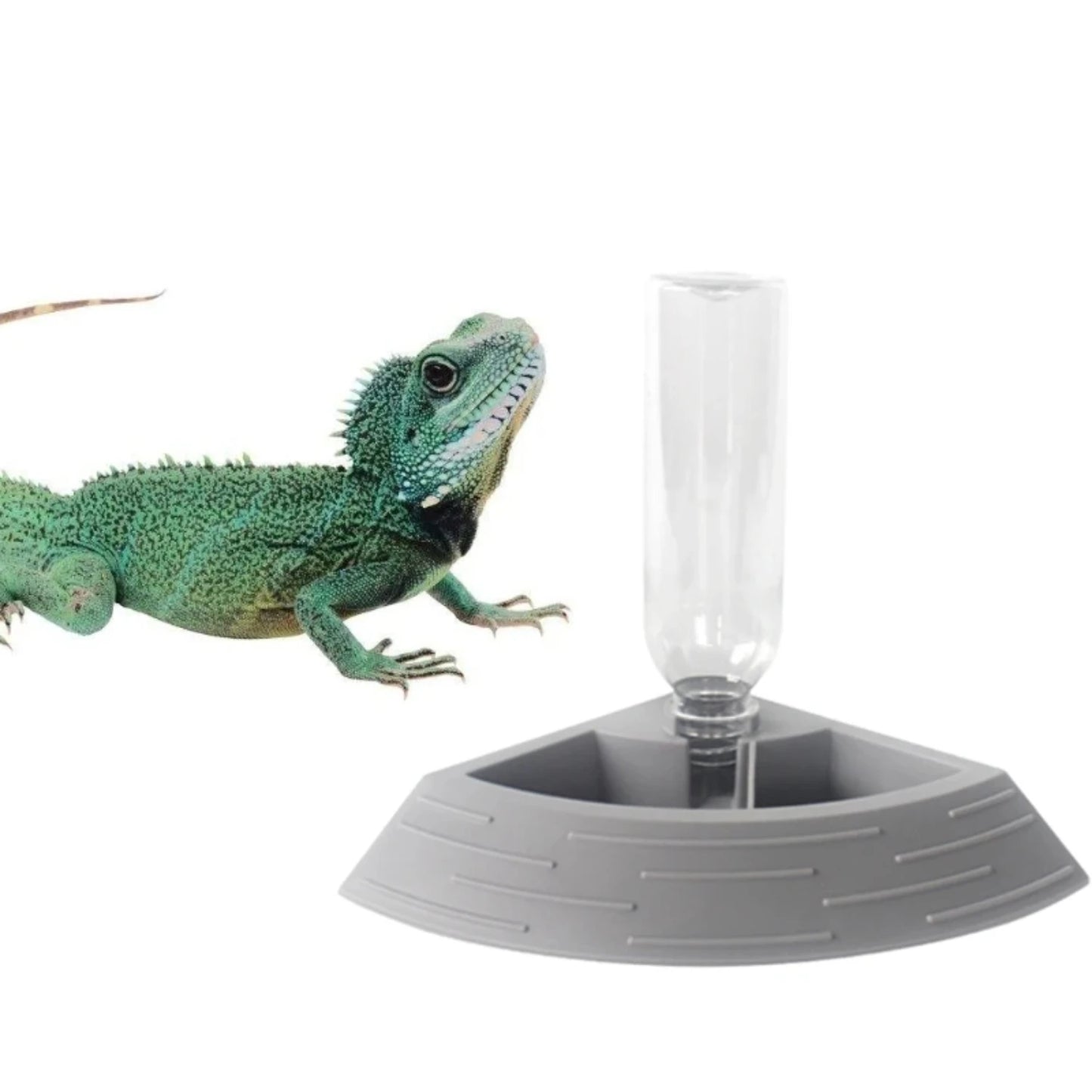 2 Feeding Feeder Automatic Reptile food and water