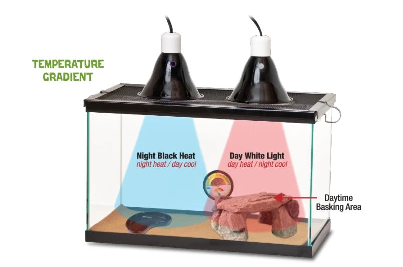 small Reptile Starter Habitat Kit with Light and Heat