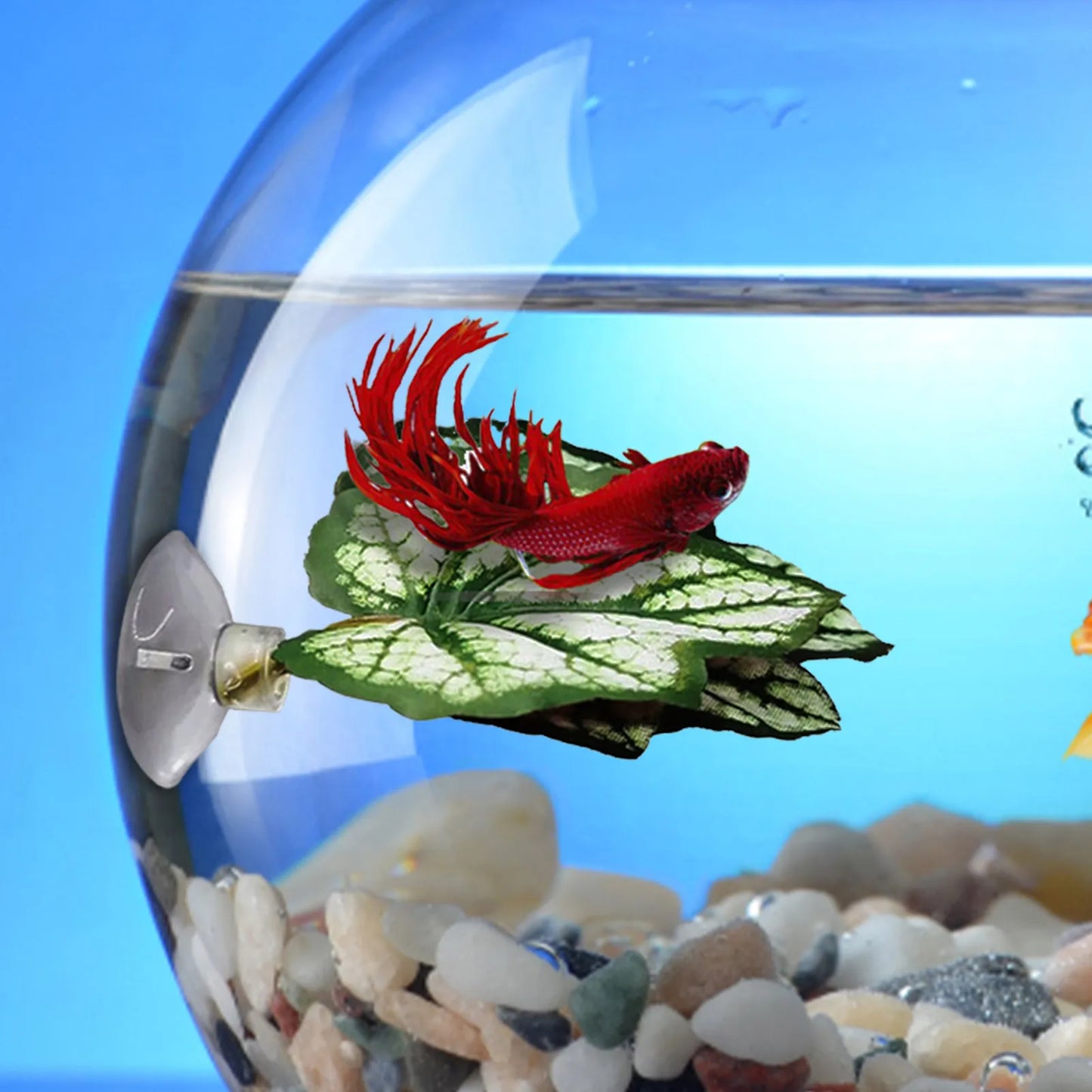 Betta Fish Leaf Pad Aquarium Plants