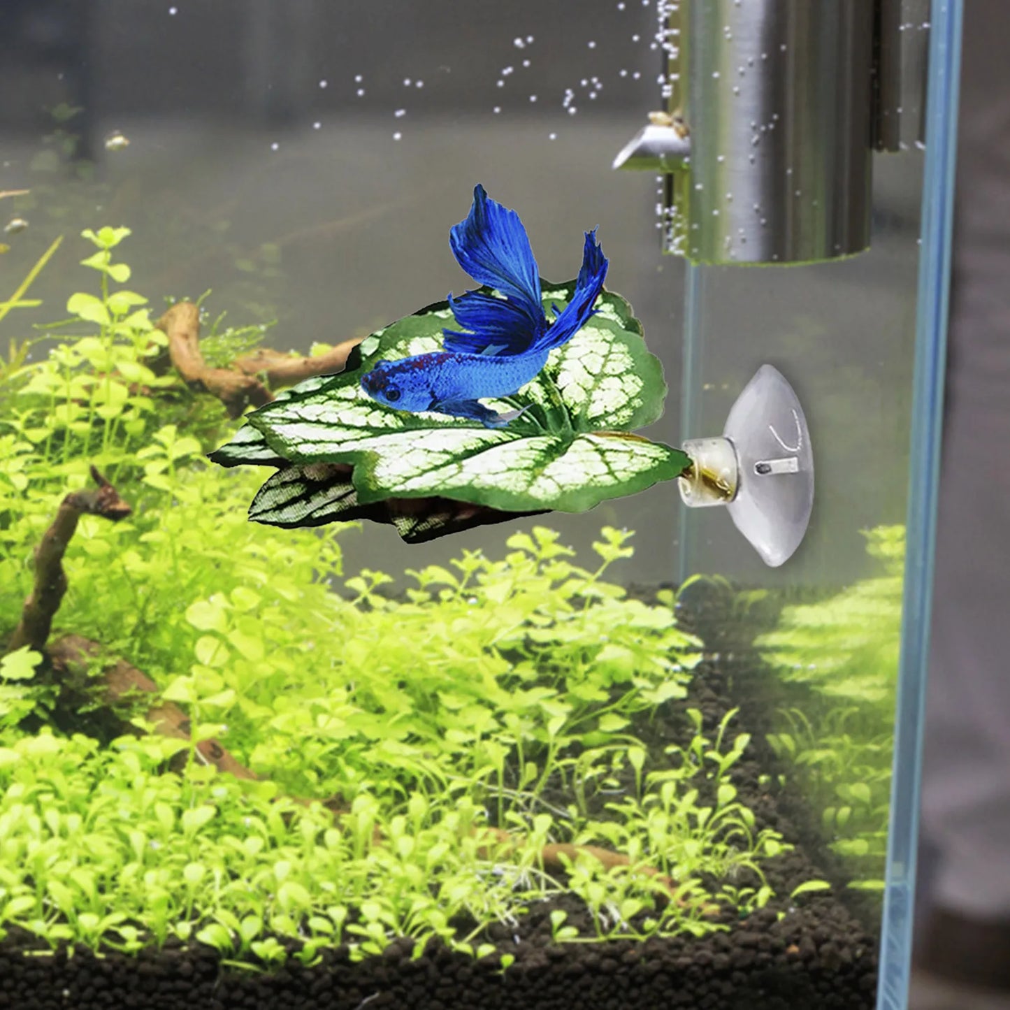 Betta Fish Leaf Pad Aquarium Plants