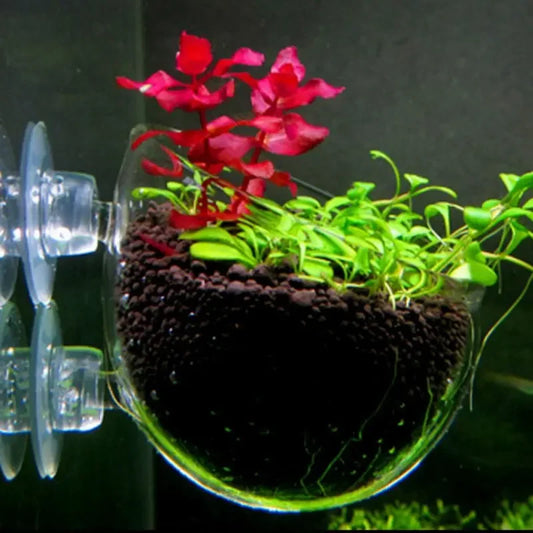 Aquarium Plant Holder Crystal Glass  Suction Cups for Fish Tank
