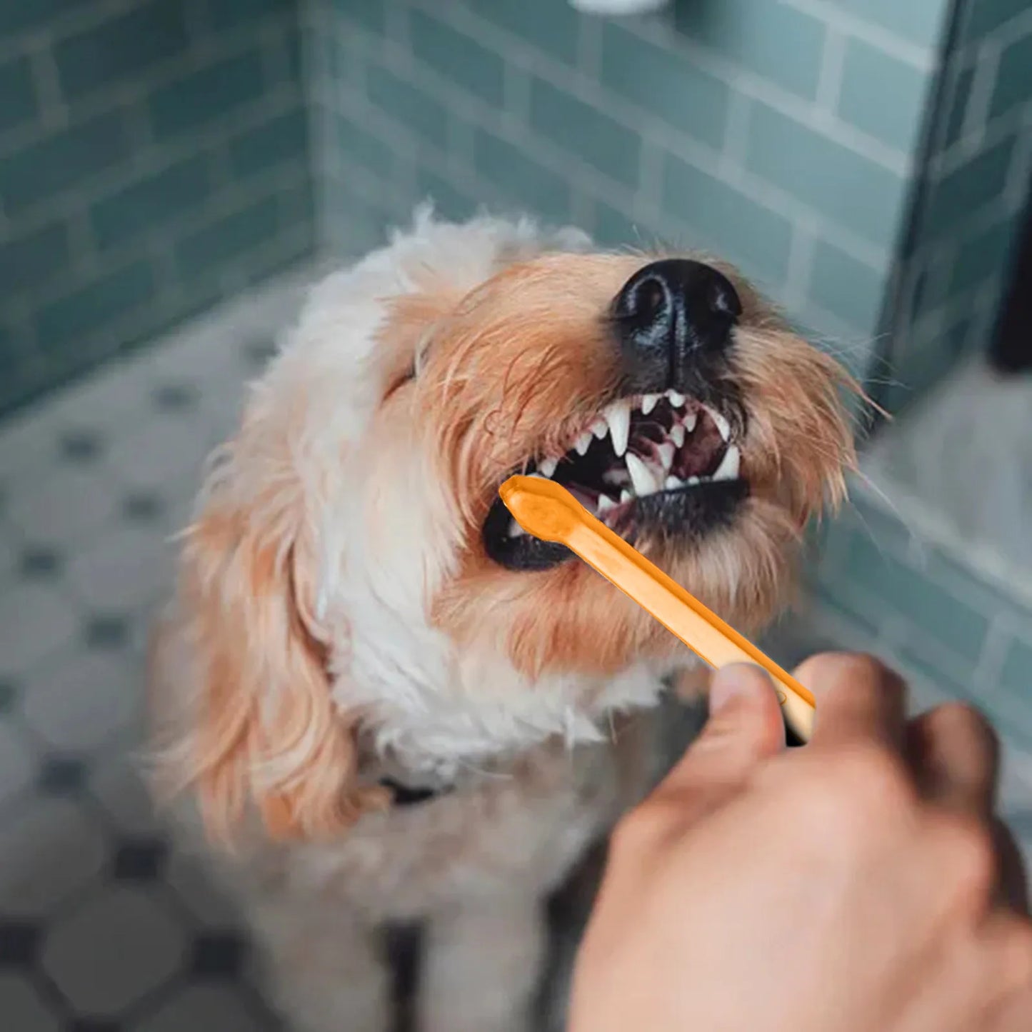 Toothbrush Dog or Puppy Tooth Brushing Kit