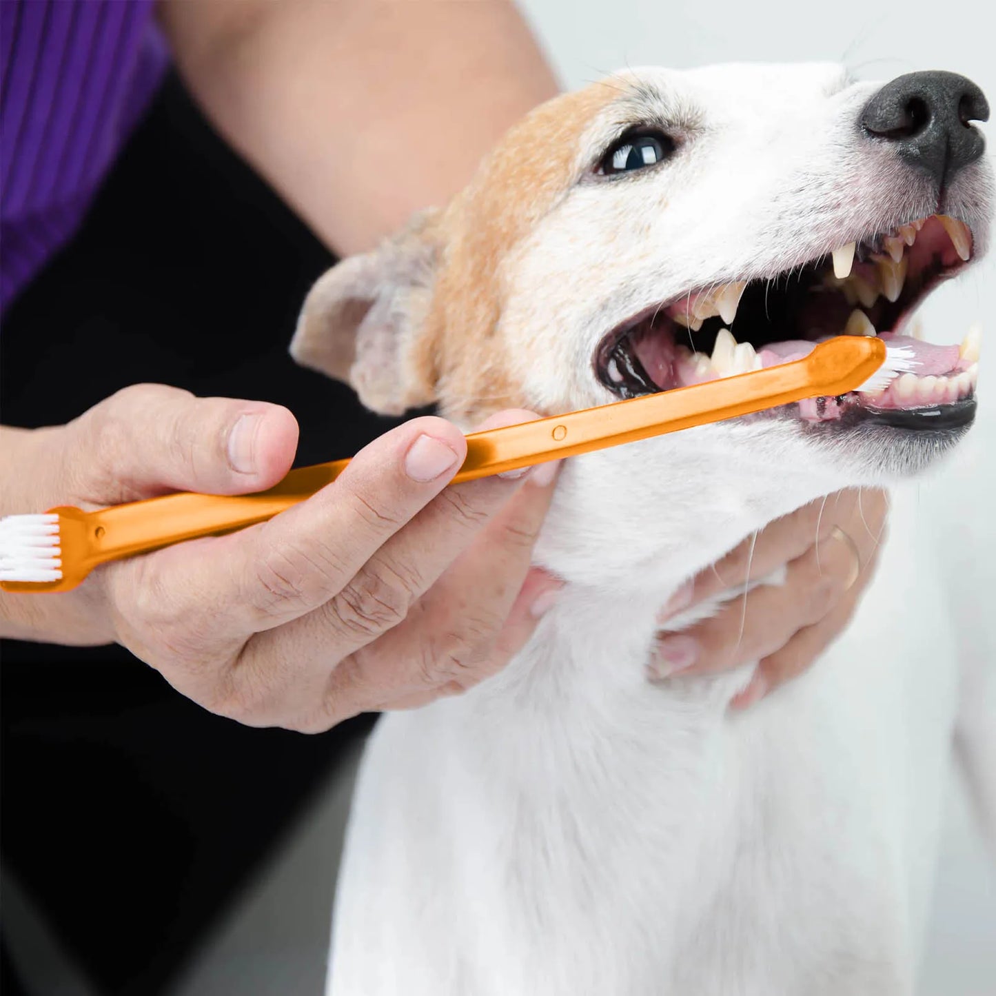 Toothbrush Dog or Puppy Tooth Brushing Kit